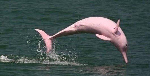 Humpback dolphins appear in Do Son sea